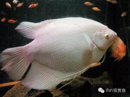 玩家“战船”哪能说翻就翻！