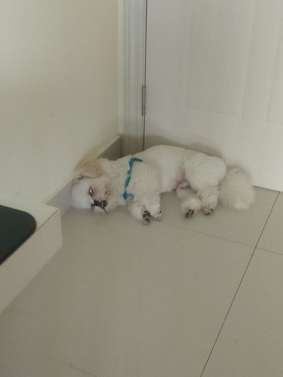 拯救狗狗不被蜜蜂蜇,拯救狗狗原版