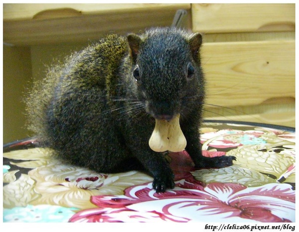 金花松鼠好养吗,家里养松鼠风水