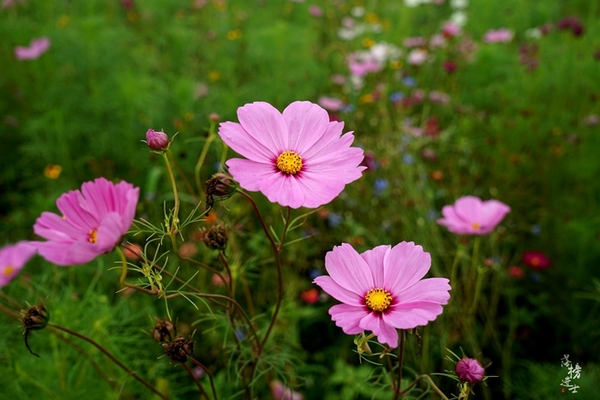 行走红石沟，入眼皆是画