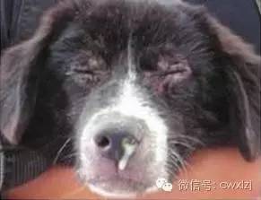 狗得了犬瘟热以后家里怎么养狗,狗狗得了犬瘟热最佳治疗方法