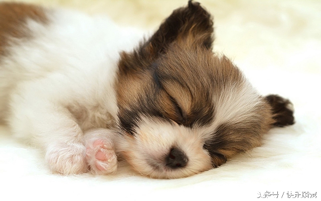 奶狗腹泻,小奶狗腹泻