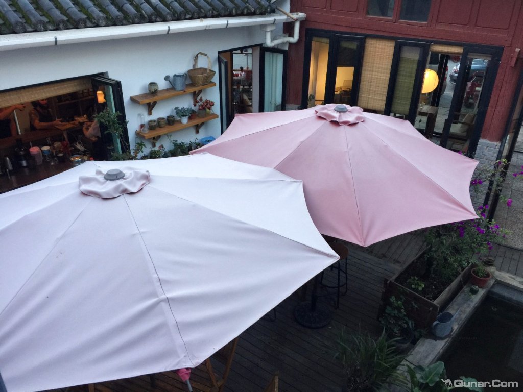 大理无花果好去处,大理路边大叶无花果