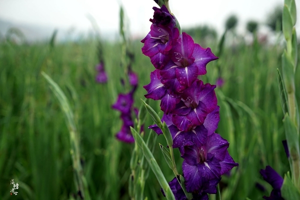行走红石沟，入眼皆是画