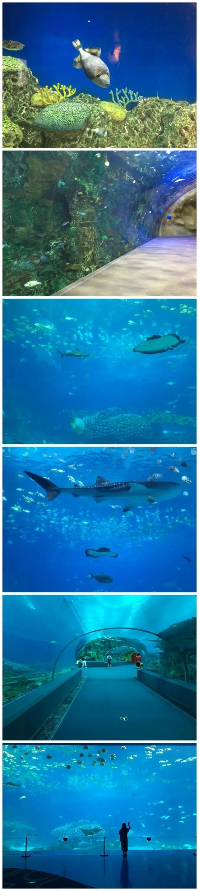 珠海长隆海洋王国游玩攻略暑假,两天一夜珠海长隆海洋王国攻略