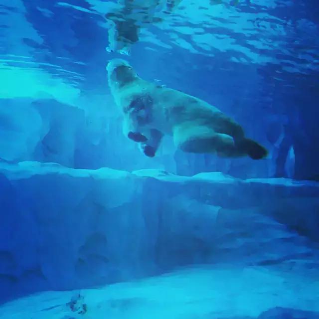 珠海长隆海洋王国游玩攻略暑假,两天一夜珠海长隆海洋王国攻略