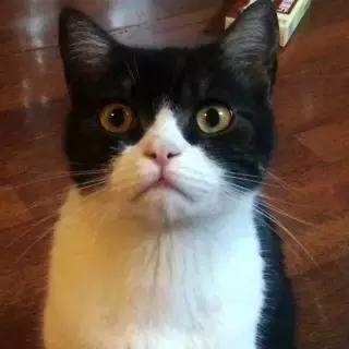 老九门的延续,为何大家都看过老九门