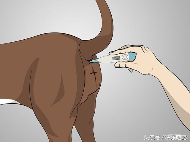 奶狗腹泻,小奶狗腹泻