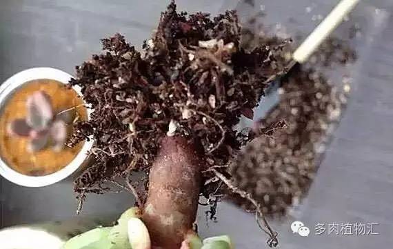 多肉植物黄叶是怎么回事,多肉黄叶发霉怎么治