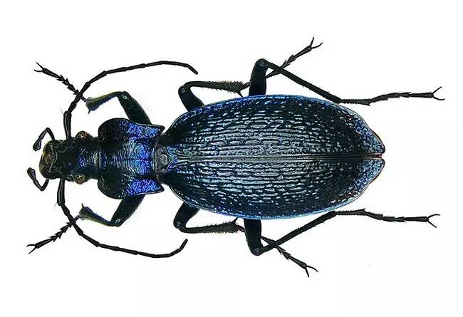 foamposite是谁,foamposite介绍