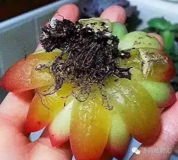 多肉植物黄叶是怎么回事,多肉黄叶发霉怎么治