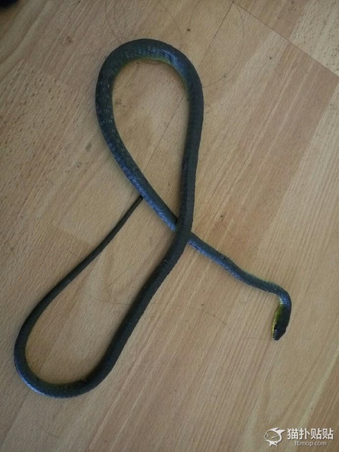 网友捡了一只老鼠,网友捡回来一只流浪猫