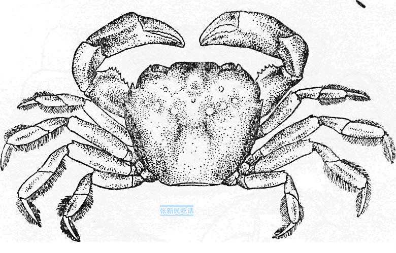 潮汕人腌制的螃蟹,潮汕人的腌制小河蟹