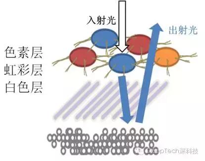 将iPhone拉伸5倍的全新科技，章鱼哥来帮你实现！