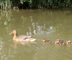 鸭子抽象思维,鸭子似乎是一种很傻的动物吗