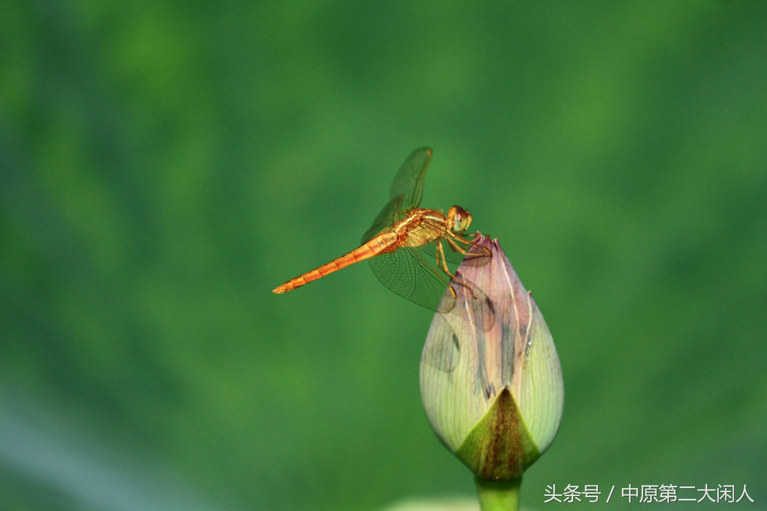 童年趣事抓蜻蜓,童年趣事捉蜻蜓