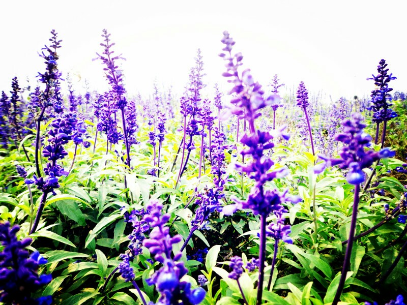 北京薰衣草庄园人间花海,京津冀薰衣草基地