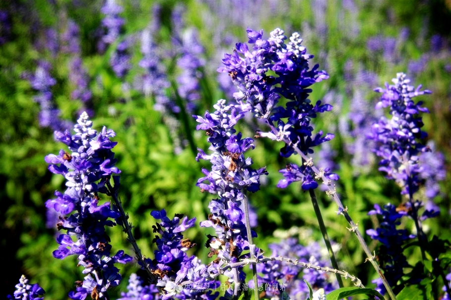 薰衣草庄园室内设计案例,薰衣草庄园的拍摄与着装搭配