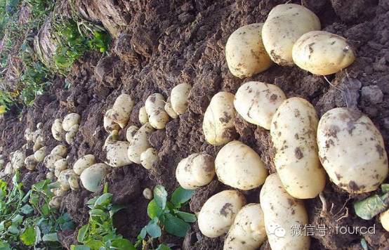 塞罕坝周末游,塞罕坝避暑攻略