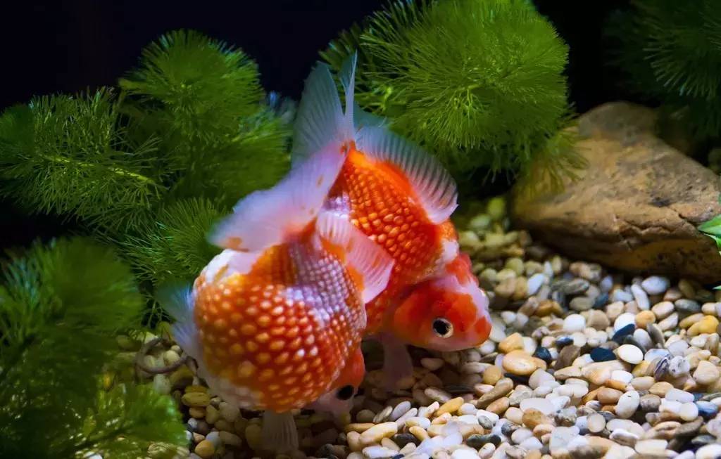 水族百科用草缸养金鱼,你要注意哦!