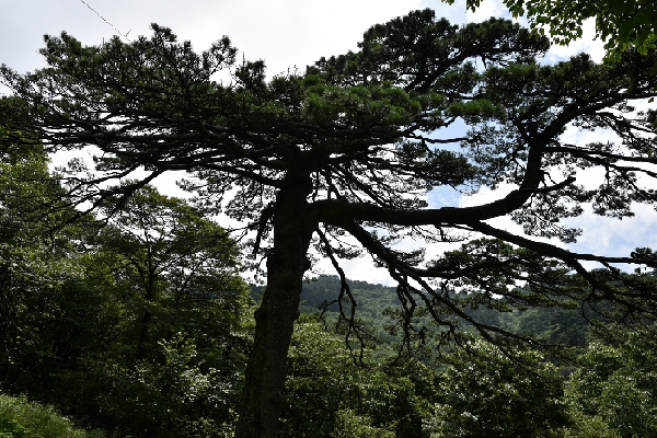 黄山四绝奇松迎客松,黄山五绝和黄山五胜