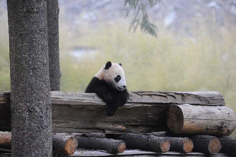 专访丨他说他的目标是拍一套熊猫有表情的照片