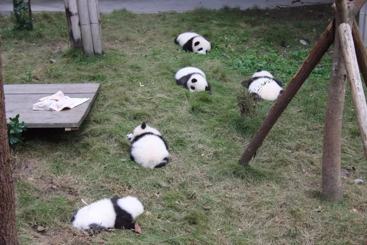 专访丨他说他的目标是拍一套熊猫有表情的照片