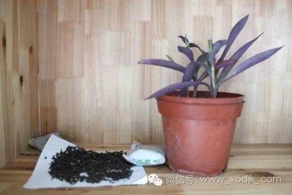 别扔！这种茶叶1秒就可以变废为宝！