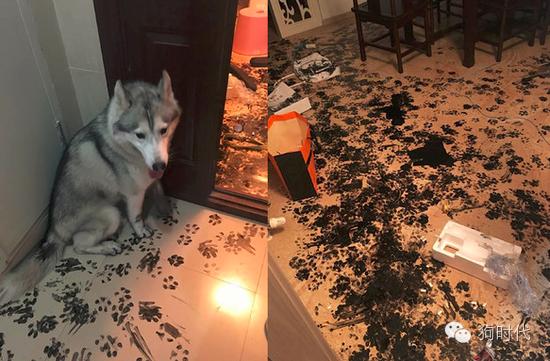 随手清理狗的粪便对吗,不停的捡猫毛