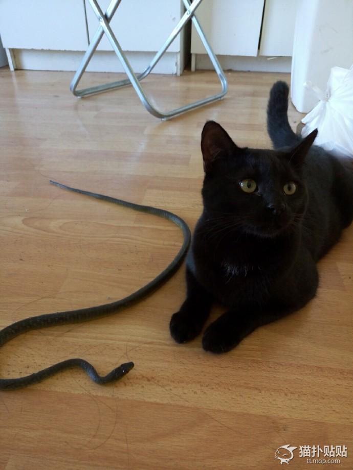 网友捡了一只老鼠,网友捡回来一只流浪猫