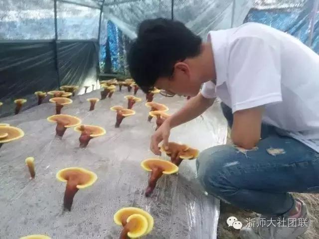 这很浙师！7支“双百双进”实践队在磐安点亮青春！