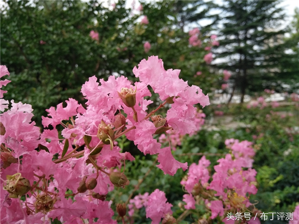 vivox71600万柔光双摄,vivox7拍照效果