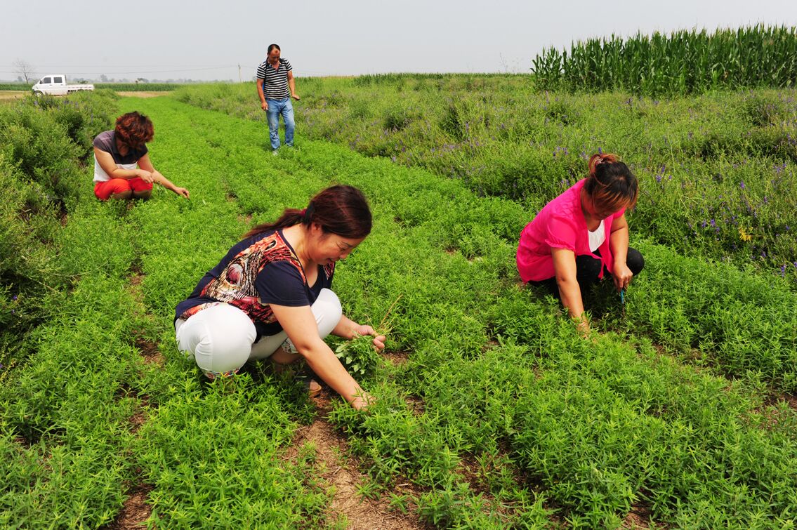 稻田泡腾片的使用方法,水稻杀虫泡腾片