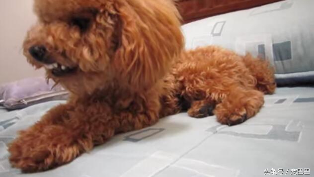 主人想跟贵宾抢东西，结果它十分生气，最后撕牙张嘴要这样对主人