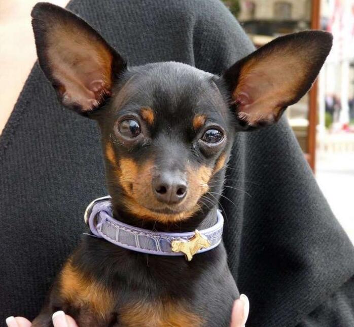 狗狗有泪痕还臭,狗狗有臭味是不是有病