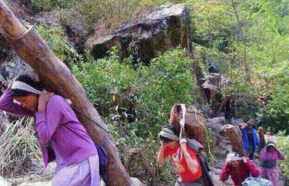 印度小叶紫檀木管制规定,印度小叶紫檀违法吗