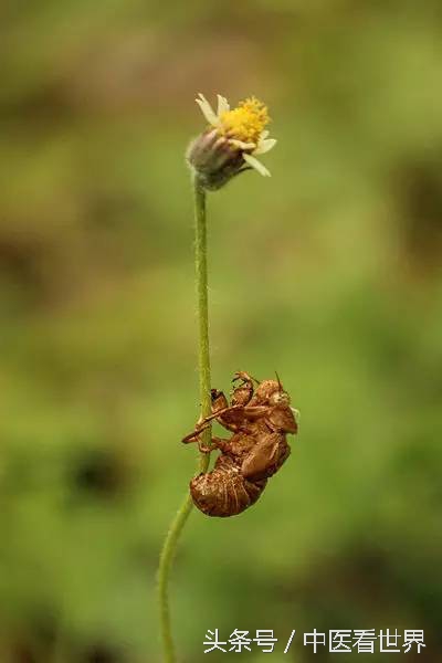 夏天能用什么药治皮肤病,夏天最管用的几种药