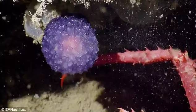 新鲜趣闻触目可见,新鲜趣闻100例