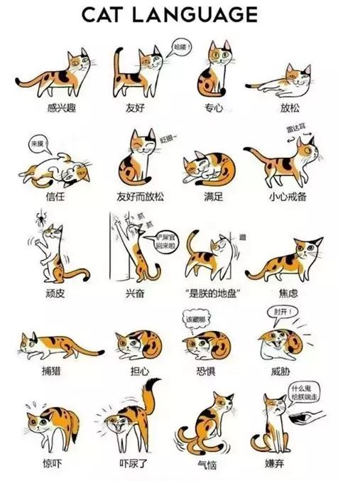 合格的铲屎官要做什么,怎样判断是否是合格的铲屎官