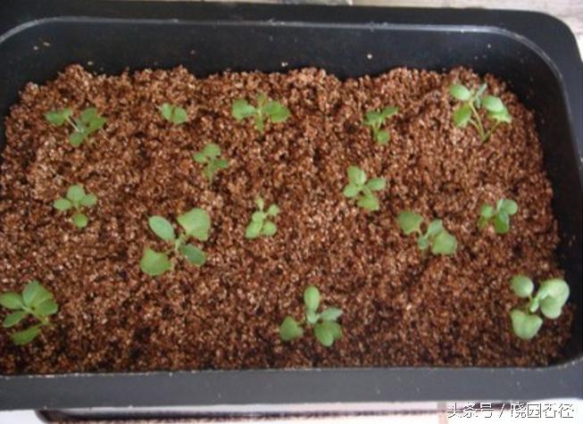 紫色薰衣草怎么养护好看,熏衣草日常怎么养