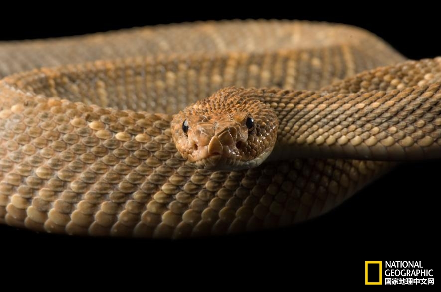 魔鬼充满诱惑力,原来恶魔也能被撩