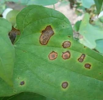 夏季暴雨后这些蔬菜病害不得不防,雨后蔬菜病害怎么管理