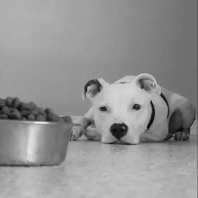 宠物狗粮挑选技巧和方法,宠物知识讲解类短视频