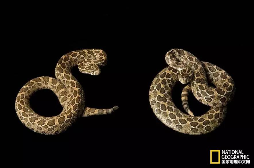 魔鬼充满诱惑力,原来恶魔也能被撩