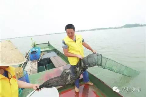 六月黄，令苏州人“魂牵梦萦”的那一口鲜嫩浓香的黄金膏油~来了！