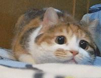 英国代购都有哪些渠道,英国代购程序