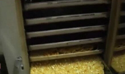 高温烤过之后的蜜蜡,蜜蜡能晒太阳变老蜜蜡吗