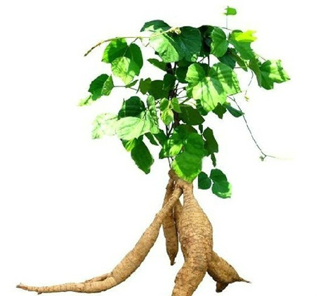 五谷杂粮食疗养生的功效有哪些,养生五谷粥里都有什么