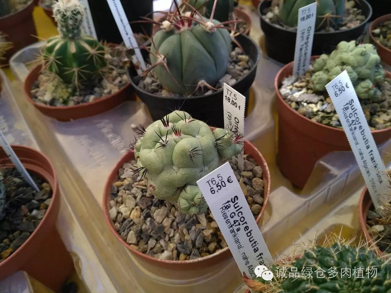 关于逛多肉市场,北方最大的多肉市场