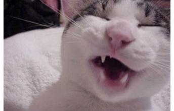 猫咪打喷嚏感冒,猫咪感冒了打喷嚏可以自愈吗